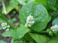 Ceylon spinach