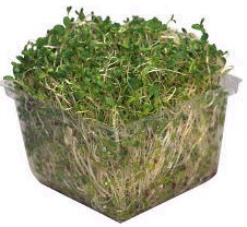 Broccoli sprouts