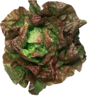 Mignonette