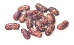 Tolosana bean