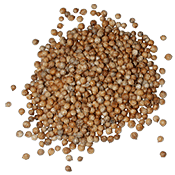 CorianderSeed