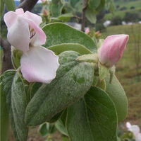 Quince