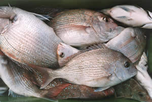 Snapper