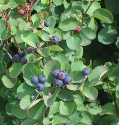 Juneberry Recipes Wiki Fandom