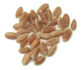 WheatBerries