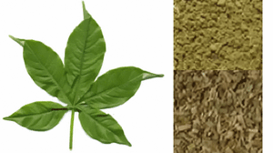 Baobab leaves