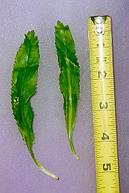Ngogai