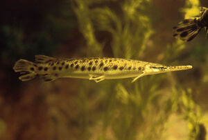 Garpike