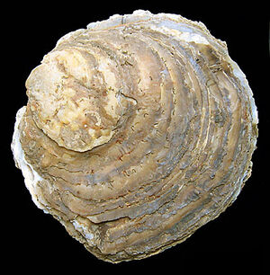 Native oyster