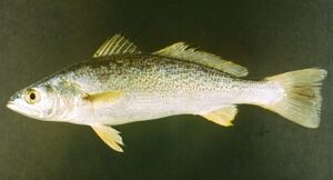 Weakfish