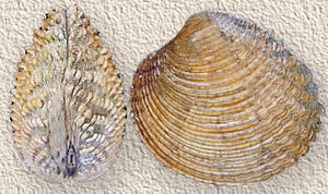 Warty venus