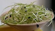 OnionSprouts