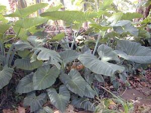 Callaloo