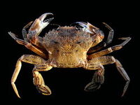 Velvetcrab