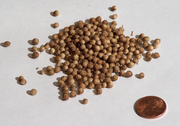 Corianderseeds