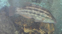 Wrasse