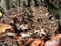 Henmushroom
