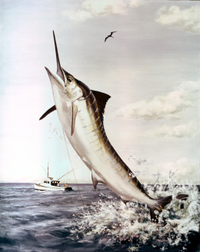 Marlin