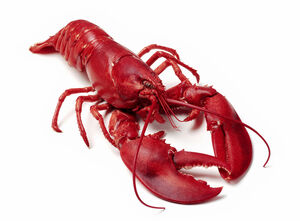 Boiled lobster