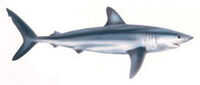 Makoshark