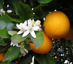 Orangeblossom