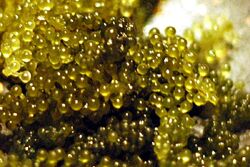 Sea grape