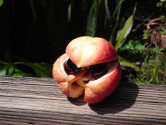 Ackee