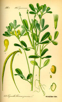 Fenugreek