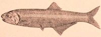 Anchovies