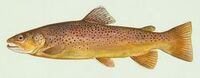 Seatrout