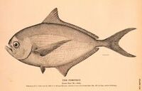 Pomfret