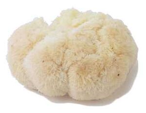 Pompom mushroom