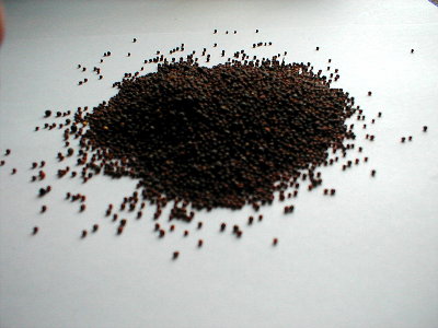 Black mustard seeds | Recipes Wiki | FANDOM powered by Wikia