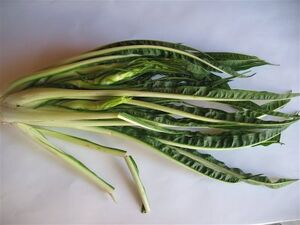 Italian dandelion