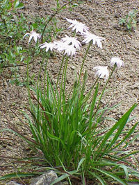 Scorzonera