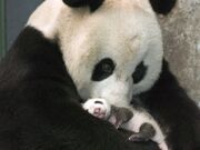 Panda-pictures-i19