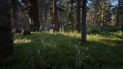 Manzanita 2