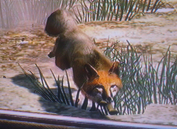 Fuchs1