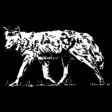 Kojotenfell