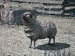 Schaf