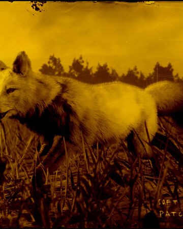 Legendary Ota Fox Red Dead Wiki Fandom