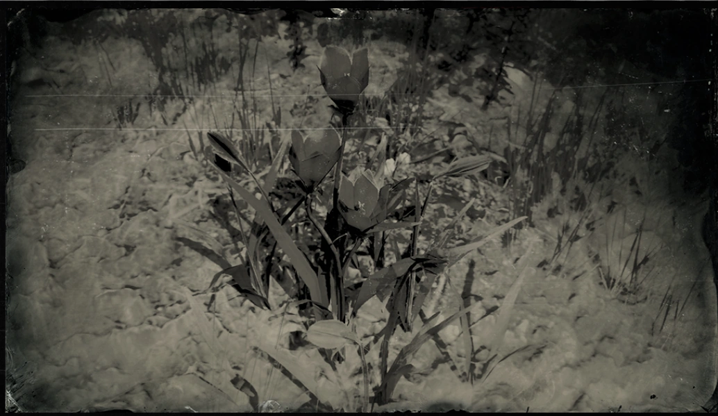 Violet Snowdrop (RDR 2) Red Dead Wiki Fandom