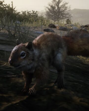 Squirrel Red Dead Wiki Fandom