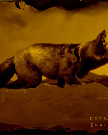 Legendary Marble Fox Red Dead Wiki Fandom