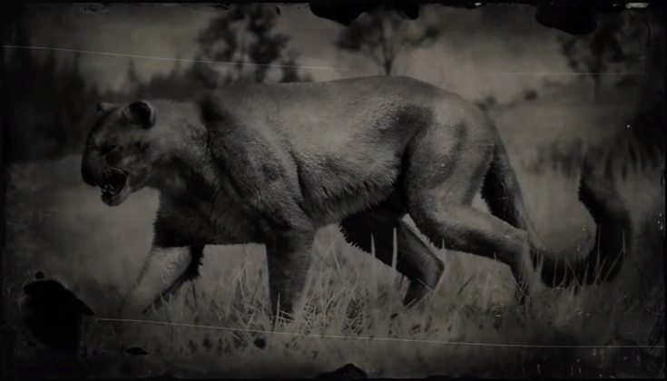 Cougar Rdr 2 Red Dead Wiki Fandom
