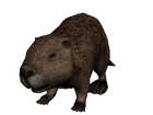 kastor