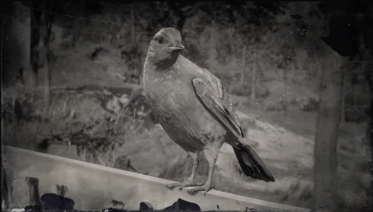 Oriole Red Dead Wiki Fandom