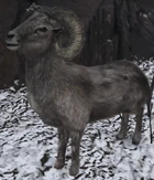 muflon