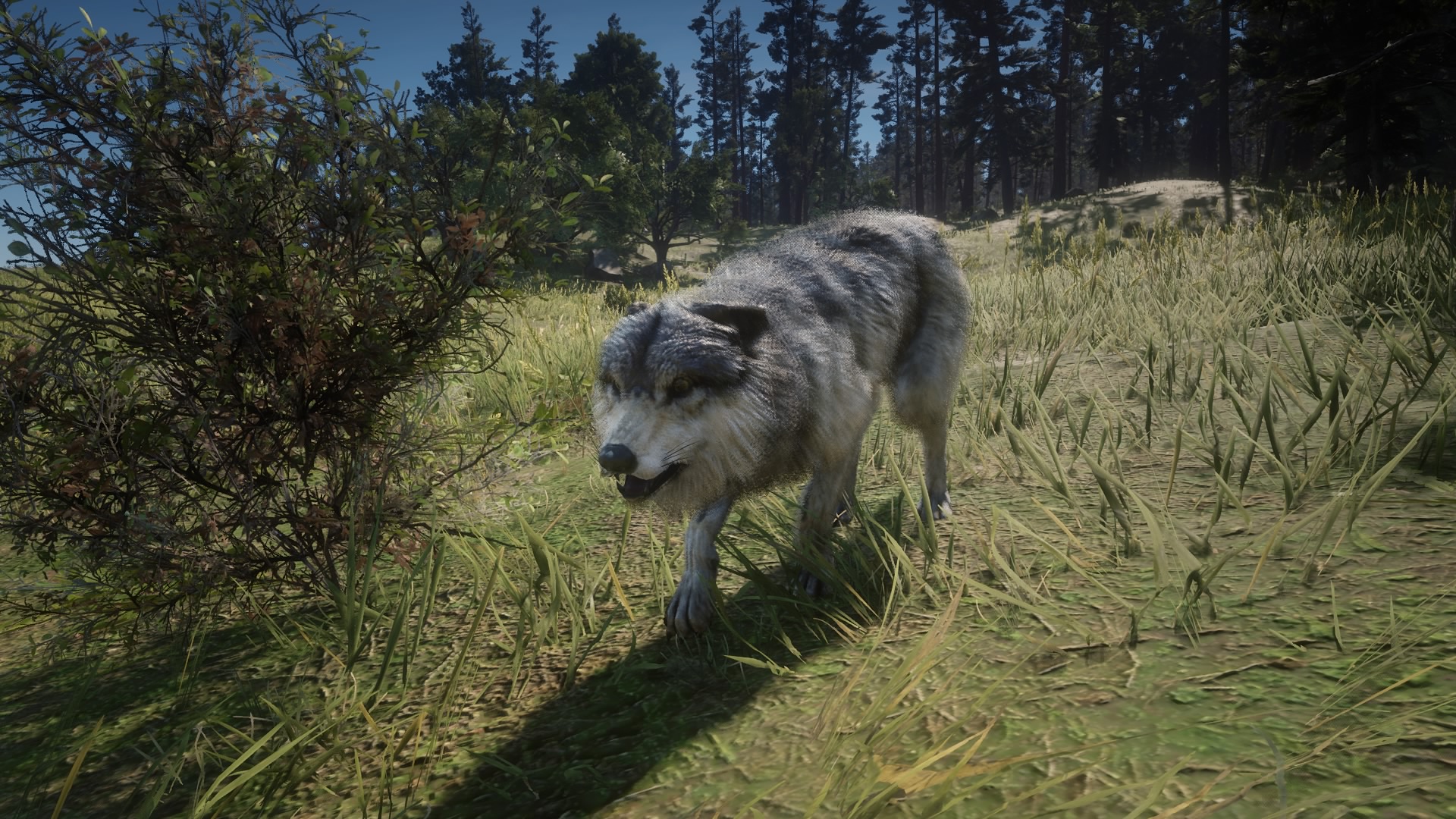 Wolf Rdr 2 Red Dead Wiki Fandom