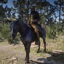 Nokota Red Dead Wiki Fandom